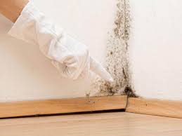 Why You Should Choose Our Mold Remediation Services in Dravosburg, PA